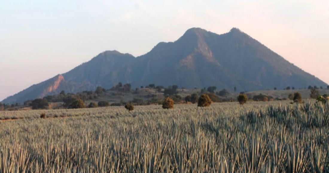 Sitio Oficial La Ruta Del Tequila Jalisco Mexico